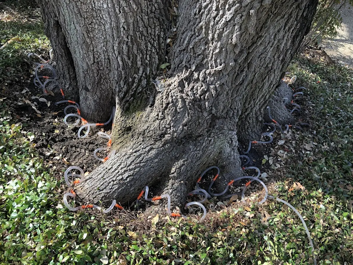 Detailed Tree Cabling and Bracing job site in Haiku