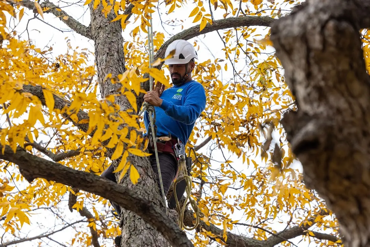 Skilled Tree Pruning crew working in Haiku